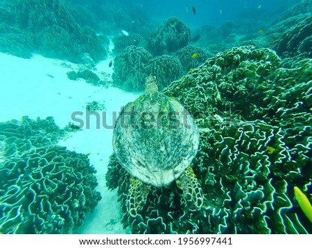 Sea turtle swim through fishes and coral.