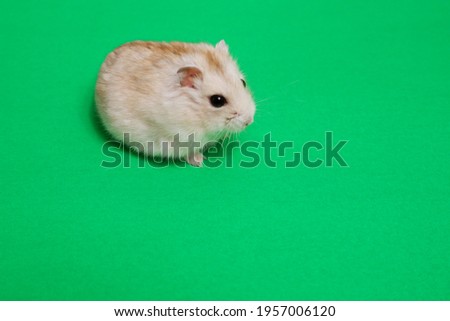 Fluffy djungarian hamster on a green background