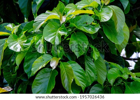 Photograph that depicts the local nature of Itacoatiara-Amazonas. Typical photo of the Amazon region.

Typical amazon tree, Sheets, Nature, Typical Amazon leaf, Typical 
