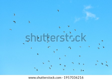 Seagulls flying high in blue sky with white fluffy clouds. Silhouettes of hovering white birds on natural sky background as symbol of freedom, lightness and speed. Sky texture, copy space.