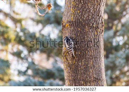 View of a hairy woodpecker (Leuconotopicus villosus) perched on a tree