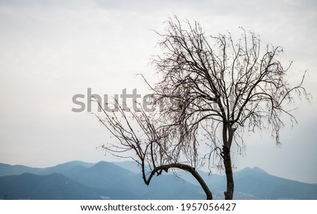 A tree with dry branches standing in front of the mountains resembles a dramatic scene.