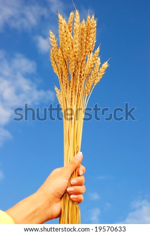Wheat in a hand