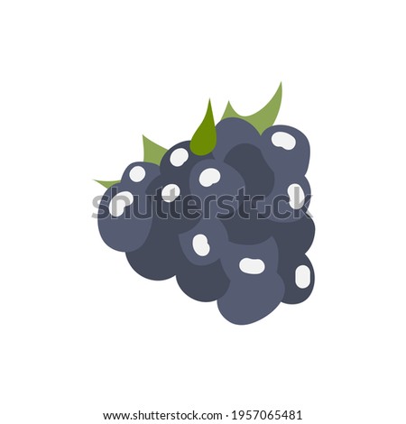Vector blackberry berry. The element is isolated on a white background.