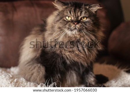 Persian cat sits on the couch in the apartment