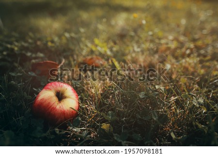 apple lying in autumn or late summer  grass with leaves - selective focus with excessive blur 