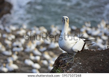 Beautiful gannet in the colony in Auckland on the top of the beach