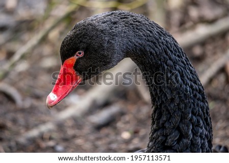 Portrait of black swan. One Cygnus atratus in natural environment. Beauty in nature.