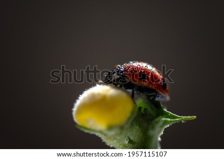 red ladybird on a yellow flower