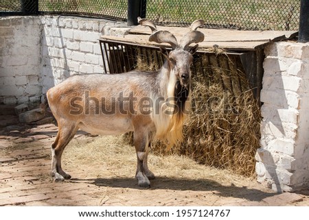 the horned goat eating hay in the aviary