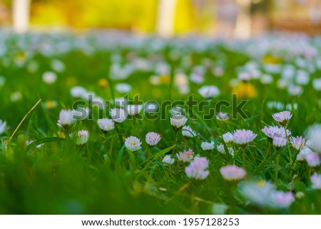 landscape of white flowers, in sunny day