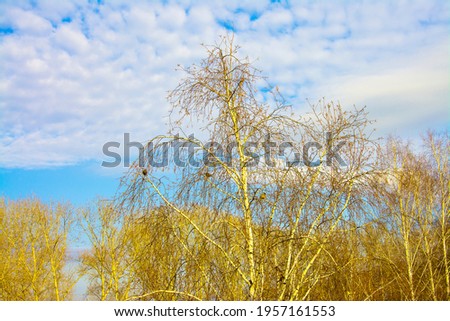 the sky is blue and birch 