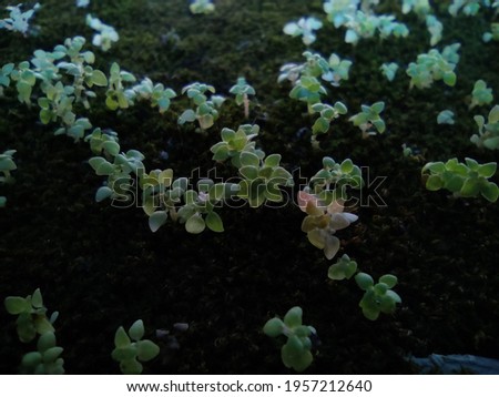 small plants that grow during the rainy season