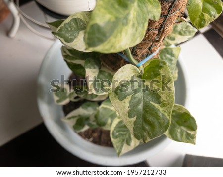 Epipremnum Njoy, Leaves cordate. With Base color dark glossy green, with large splashes or blotches of cream- white variegation. Royalty-Free Stock Photo #1957212733