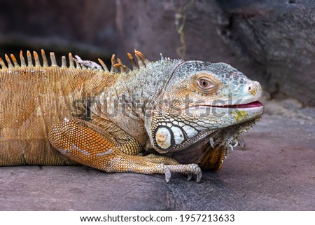Large scaled iguana looking at the camera with an open mouth lying on a rock