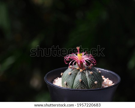 Astrophytum asterias cv. Shinshowa Red cactus with red shinshowa flower in small pot on dark background
