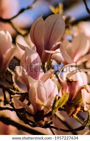 pink buds of magnolia tree