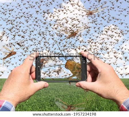 Man hands holds a mobile phone and taking pictures of a swarm of migratory locusts (Locusta migratoria). People use smartphone to take photo