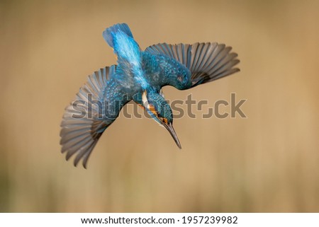 European kingfisher photographed with Wings spread diving to the water, bright blue colourful wings. Alcedo Atthis Royalty-Free Stock Photo #1957239982