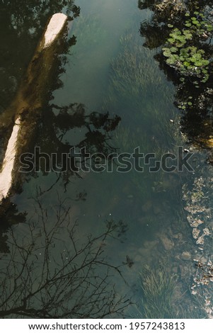 A piece of wood floated in the middle of the river