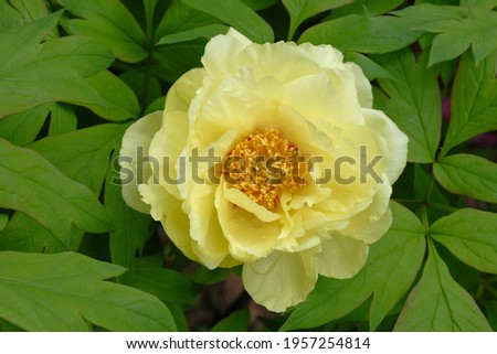 tree peony in full blooming Royalty-Free Stock Photo #1957254814
