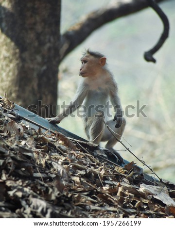 pictures of monkey from Thrissur, Kerala
