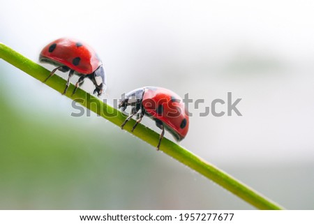 Two red ladybug looking each other opposite. Couple of ladybirds insect climbing on thin plant stem.Concept of love mood and relationship