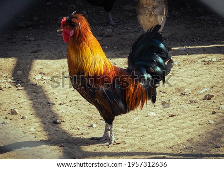Yellow red and black rooster in a coop on a sunny day