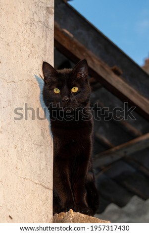 Gorgeous black cat sitting on the corner of a concrete fence against a white wall