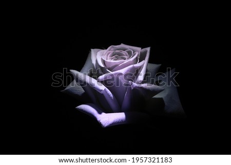 white rose in a ray of light on a black background. The contrast of light and shadow.
