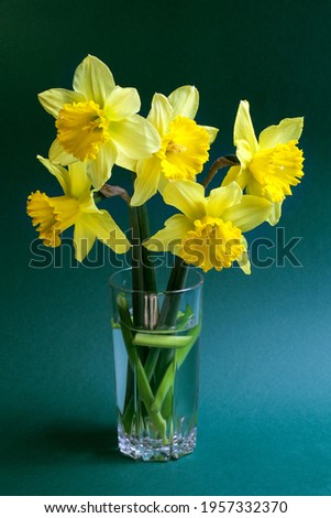 A bouquet of narcissus flowers in a glass with a shadow stand on cyan and navy blue background