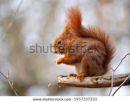 A RED SQUIRREL HAVING FOOD WHILE SITTING ON A TREE BRANCH
