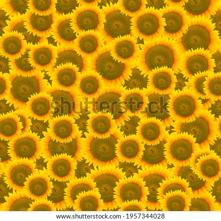 seamless pattern with sunflowers, background from sunflowers