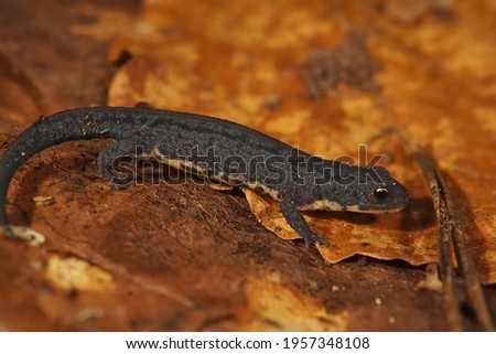 A closeup of a juvenile terrestrial Bosca newt (Lissotriton boscai)