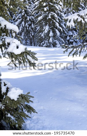 Fantastic winter landscape. Trees covered with hoarfrost and snow in mountains