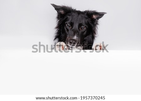 Curious border collie dog looking down with a white banner or a poster in front of him, isolated. Card template with portrait of a dog . Dog behind empty white board.