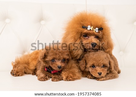 Three Poodle lying in hugs on white sofa and look away