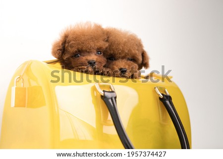Two little funny Poodle look in camera