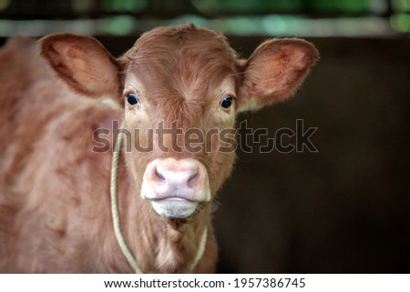 Cattle,cows ( sapi ) in pens that are eating in preparation for sacrifice on Eid al-Adha Royalty-Free Stock Photo #1957386745