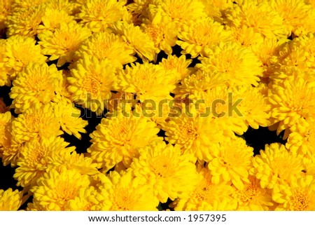 Sunburst of yellow chrysanthemums