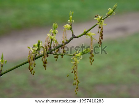 Acer negundo, the box elder, boxelder maple, Manitoba maple or ash-leaved maple, is a species of maple native to North America. It is a fast-growing, short-lived tree with opposite, compound leaves.