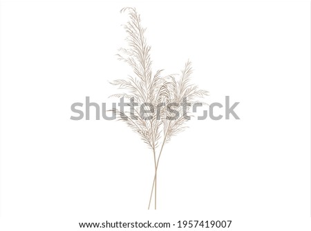 Vector stock illustration of pampas grass. Cream branch of dry grass. Panicle Cortaderia selloana South America, feather flower head plumesstep. Soft pink color. Template for a wedding card Royalty-Free Stock Photo #1957419007