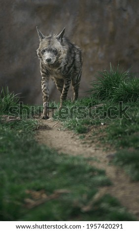 Portrait of Striped hyena in zoo