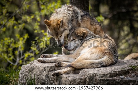 Mexican Gray wolf love couple