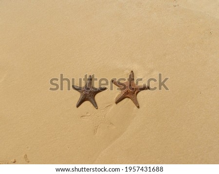Starfish washed up on the sandy beach of Moreton Island, Brisbane, Queensland, Australia            