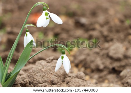 Beautiful snowdrops blooming in field, space for text. First spring flowers
