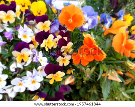 many colorful flowers of heartsease (wild pansy)