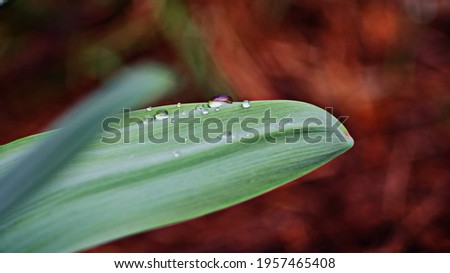 A drop of rain, dew on a green leaf of a plant