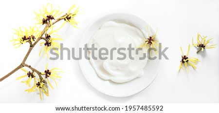 natural cosmetics and yellow blooming witch hazel (Hamamelis), medical plant for skin care and alternative medicine, light gray background, copy space, high angle view from above Royalty-Free Stock Photo #1957485592