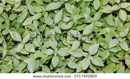 Green grass leaves give a fresh and vibrant atmosphere. Take close-ups for the background.